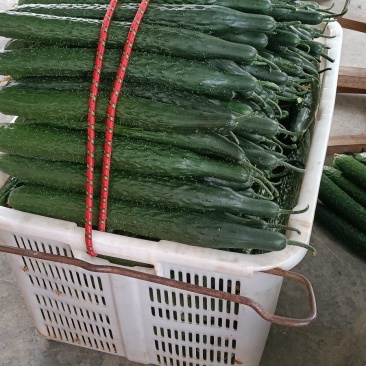 四川夹江（黄瓜）优选品种质量上乘时间长量大