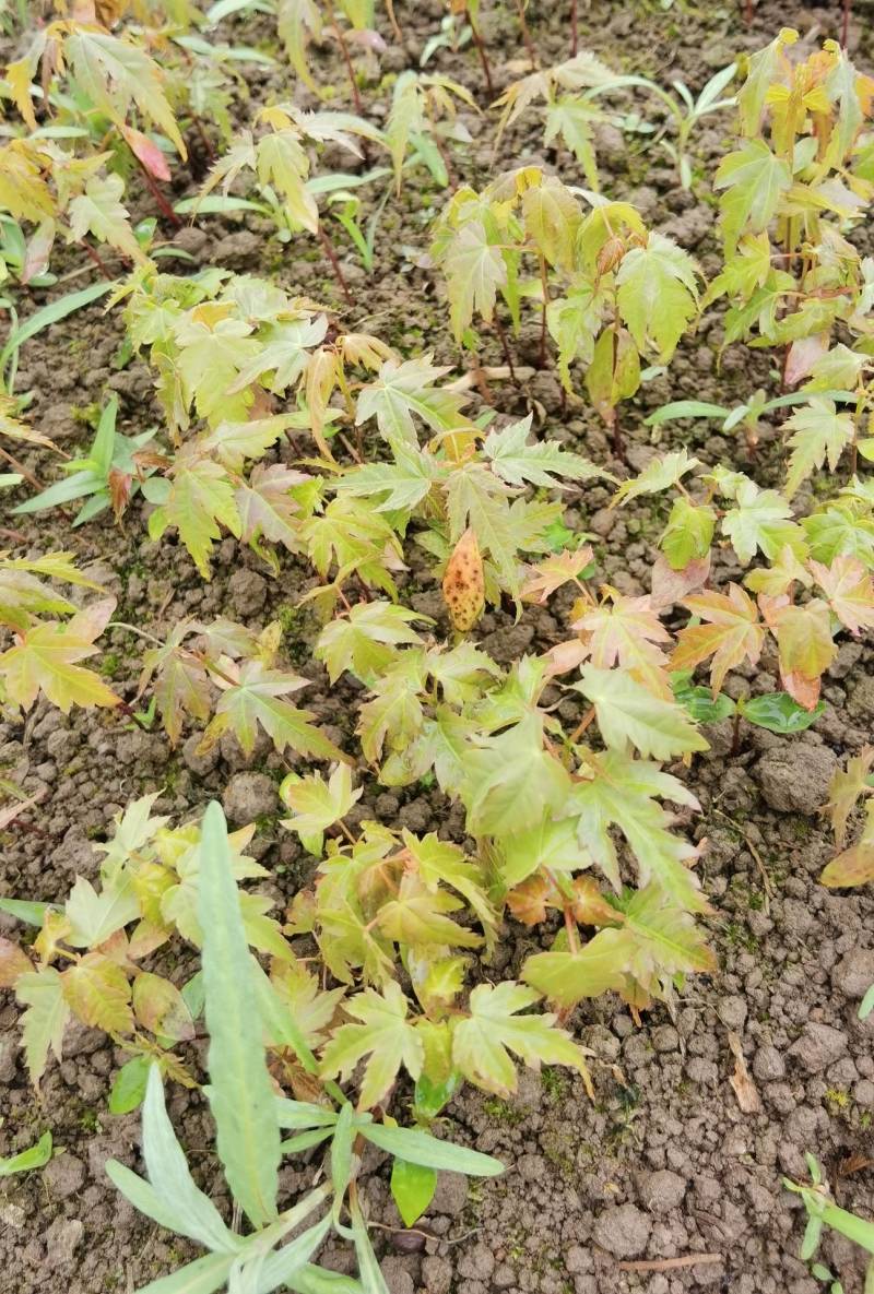 青枫小苗青枫芽苗浙江绍兴成活率高基地发货