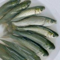 草鱼，水库草鱼，量大可以免费送货，提供养殖技术服务。