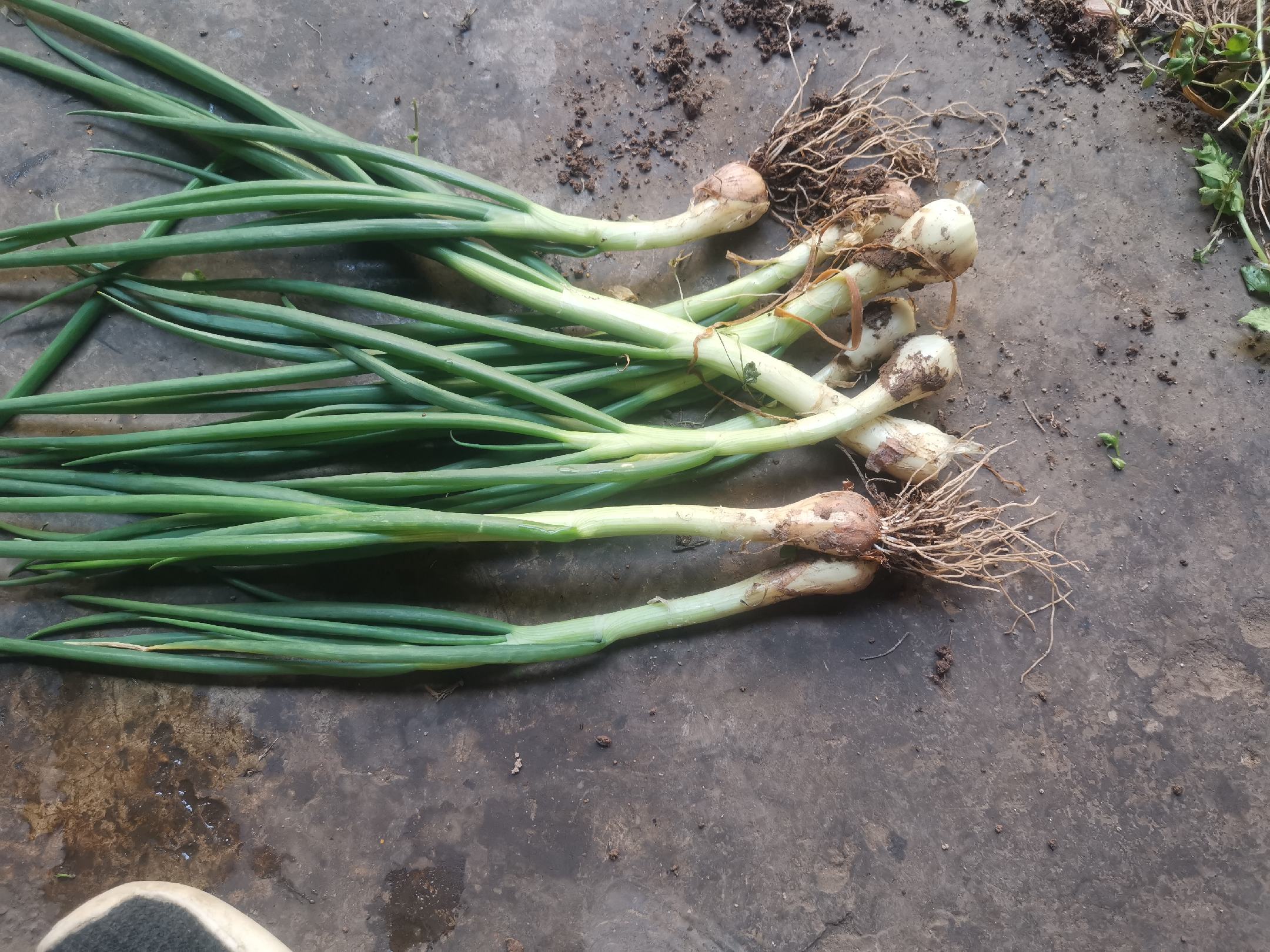 选购优质洋葱苗