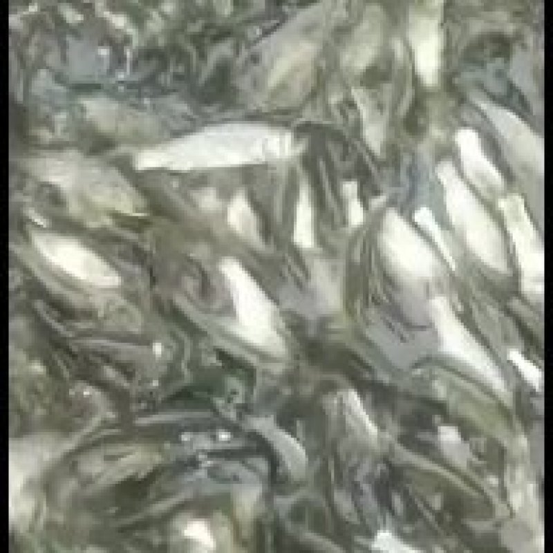 草鱼，水库草鱼，量大可以免费送货，提供养殖技术服务。