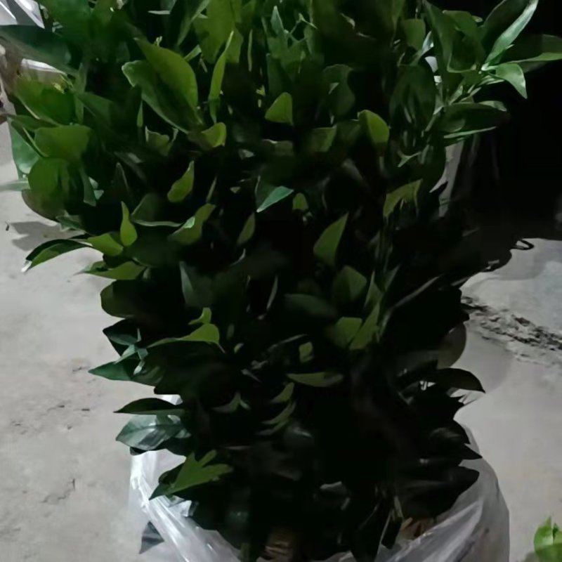 精品脐橙苗，橙子苗，纽荷尔脐橙苗，产地直发，量大从优，欢