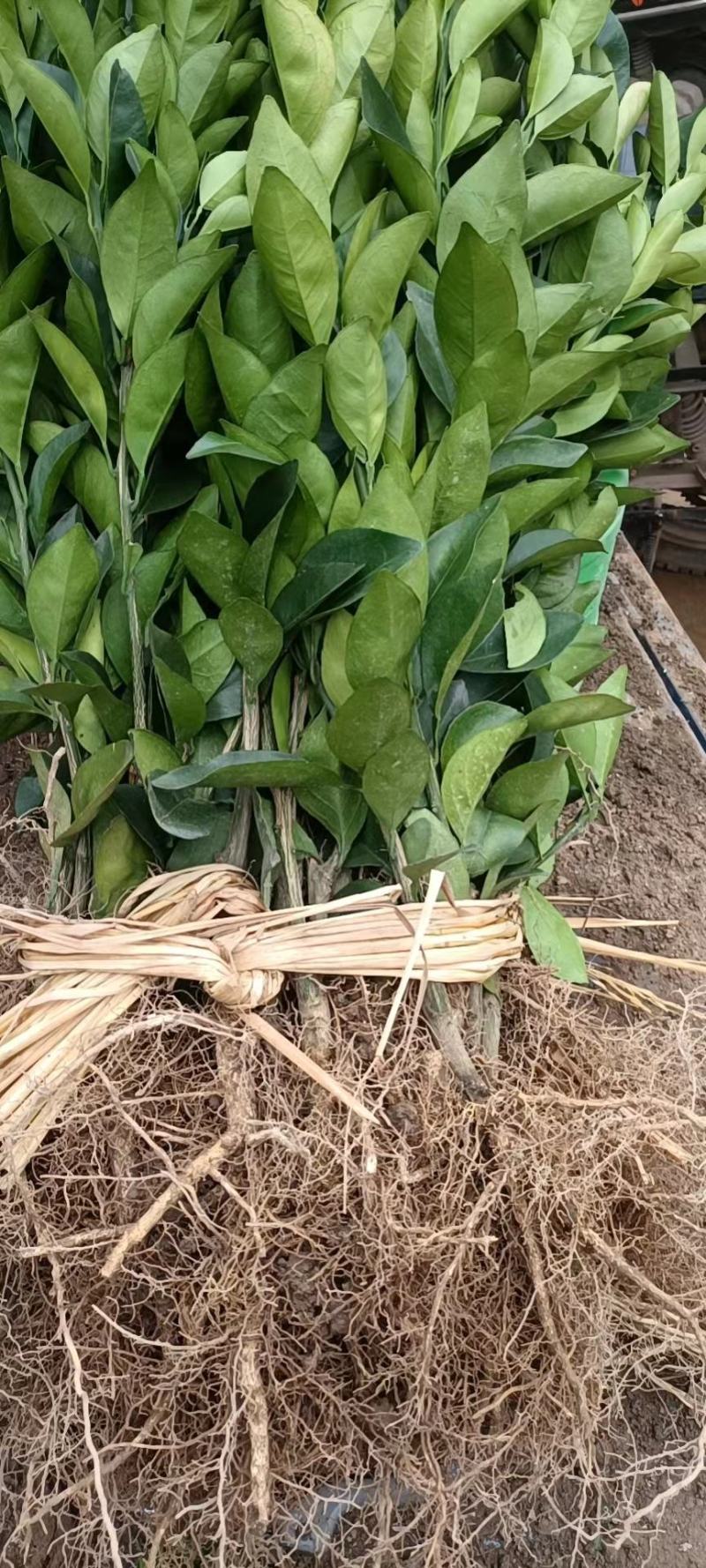 精品脐橙苗，橙子苗，纽荷尔脐橙苗，产地直发，量大从优，欢