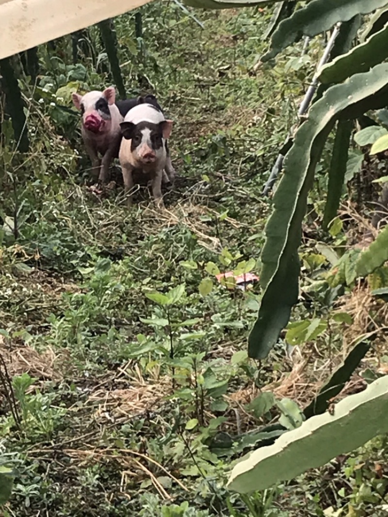 香猪巴马香猪农场散养香猪