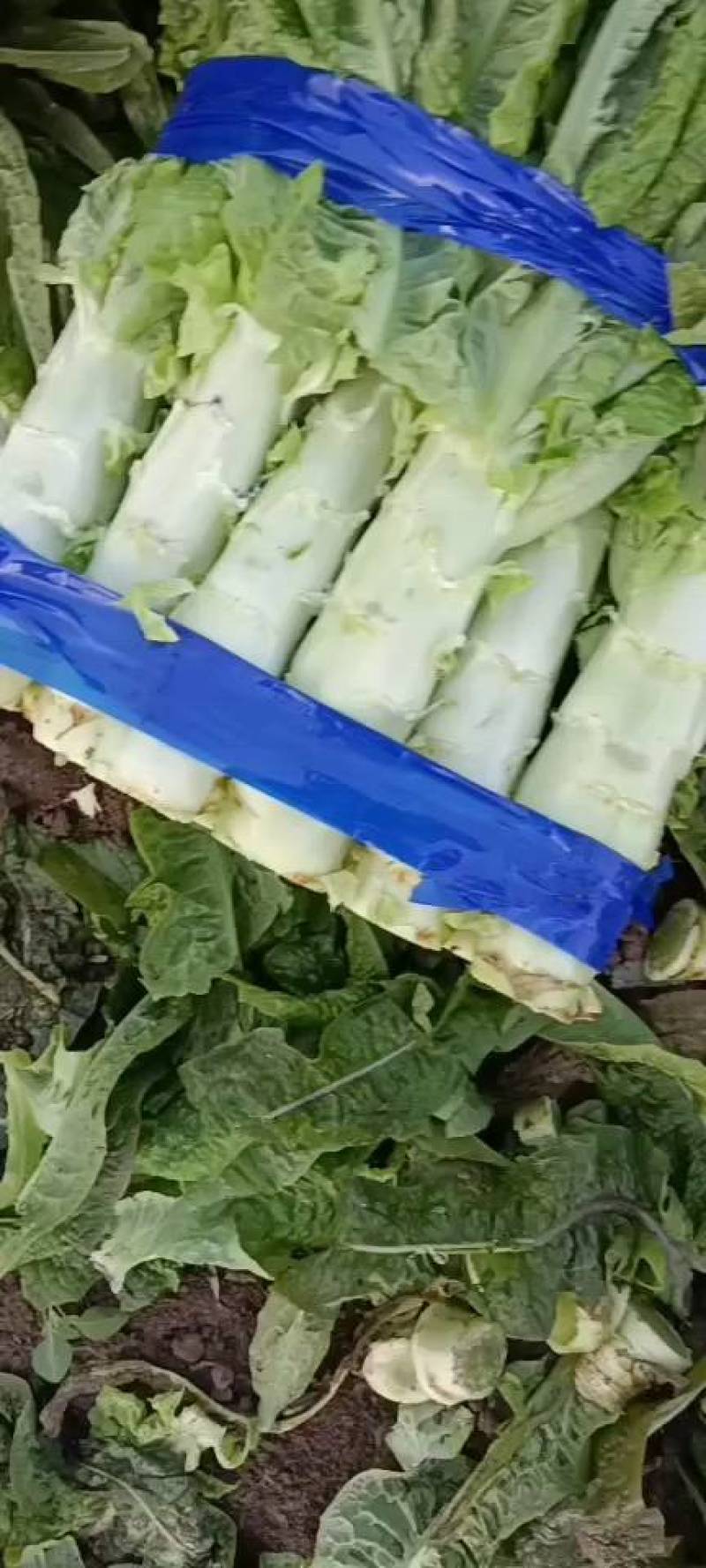 【莴笋】河南精品莴笋大量上市质量保证两斤左右无空心