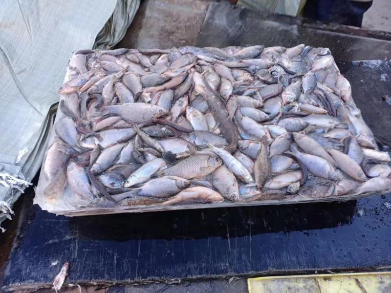 淡水海水饲料鱼，新鲜捕捞，货量充足，量大优惠