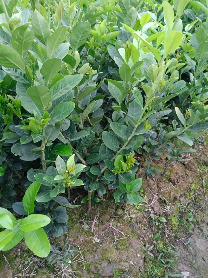 广东香水柠檬树苗。四季柠檬苗。