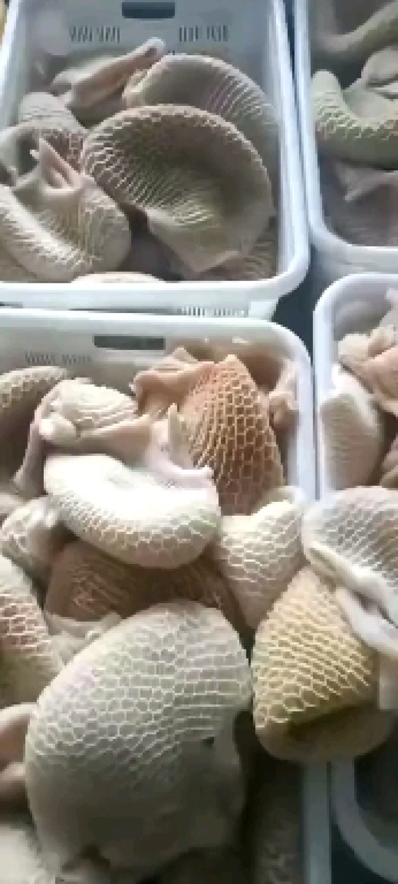 金钱肚，卤，煮，中餐，酒店，卤菜馆！一件40斤！出成高！