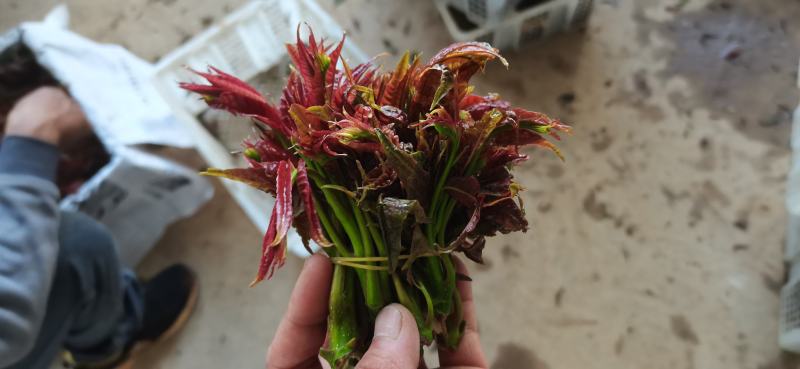【平台推荐】云南省弥勒市高原四季红油香椿种苗，反季节品种