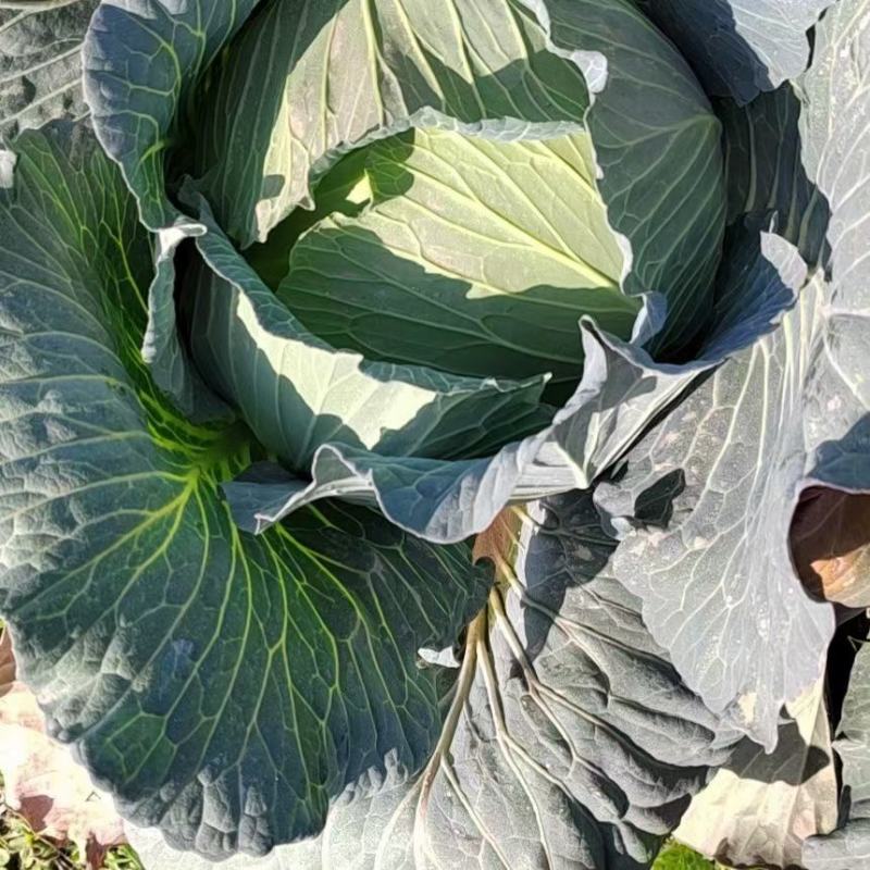 扁包菜莲花白奥奇娜迎胜江培诚信交易