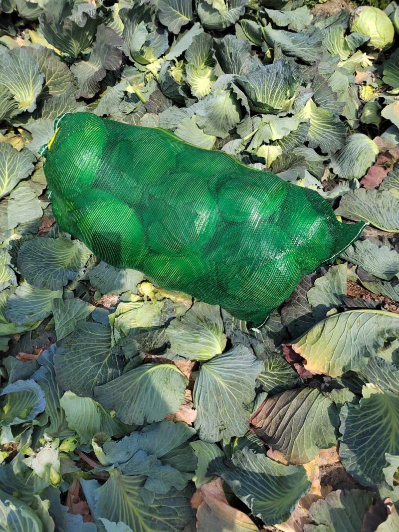 扁包菜莲花白奥奇娜迎胜江培诚信交易