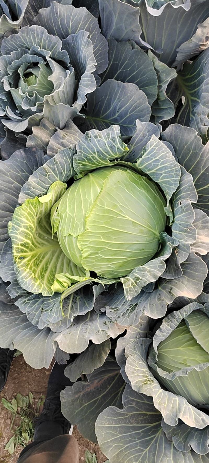 扁包菜莲花白奥奇娜迎胜江培诚信交易