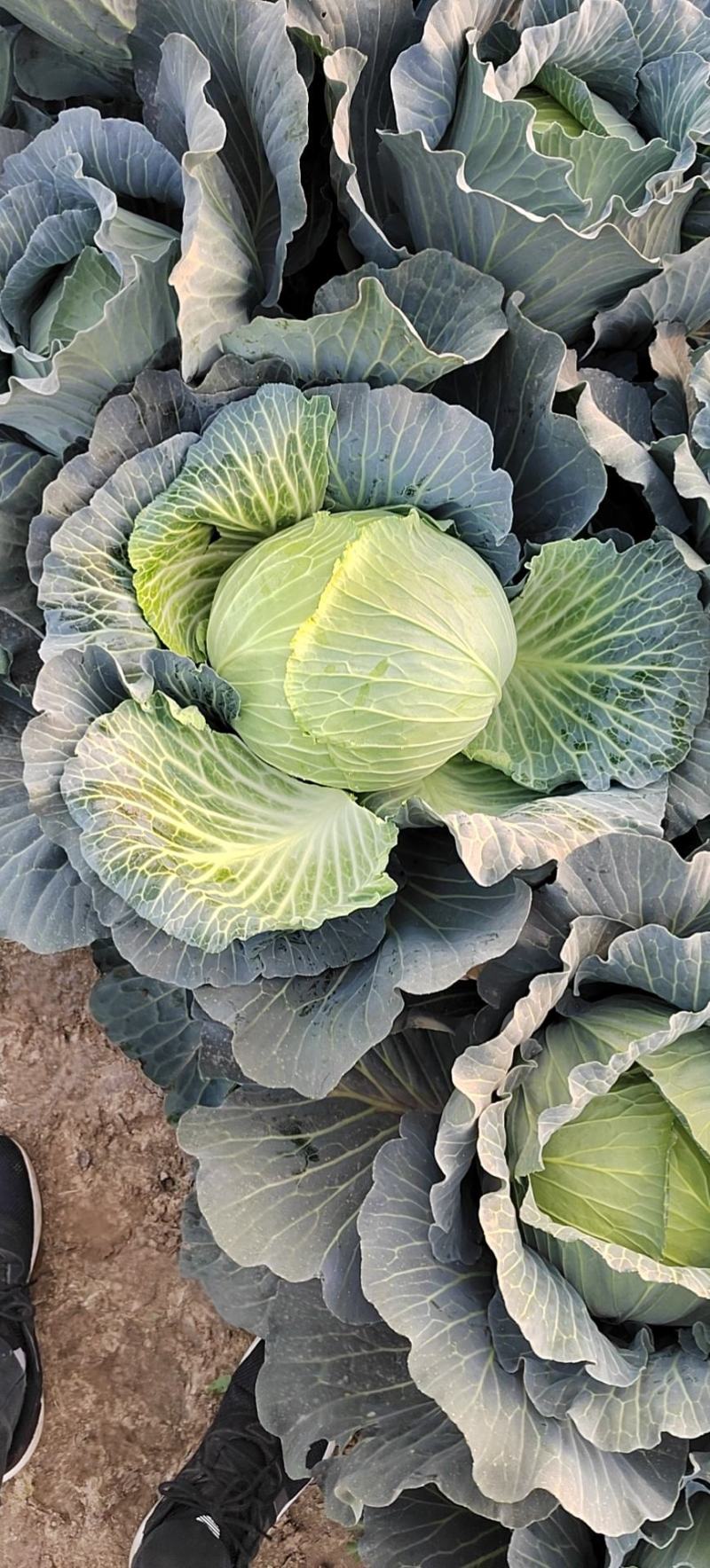 扁包菜莲花白奥奇娜迎胜江培诚信交易
