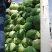 扁包菜莲花白奥奇娜迎胜江培诚信交易