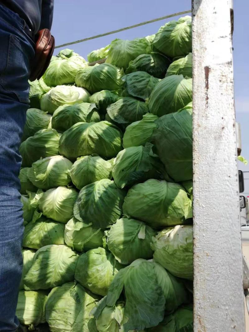 扁包菜莲花白奥奇娜迎胜江培诚信交易
