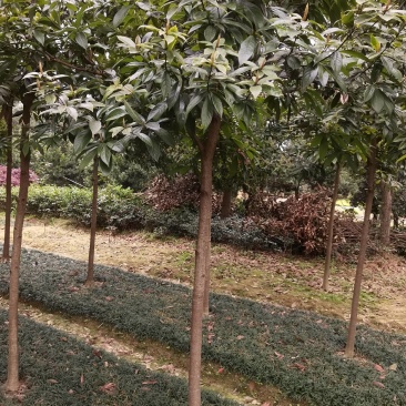 基地供应名贵乔木金丝楠木苗圃苗金丝楠木造林苗易栽好活