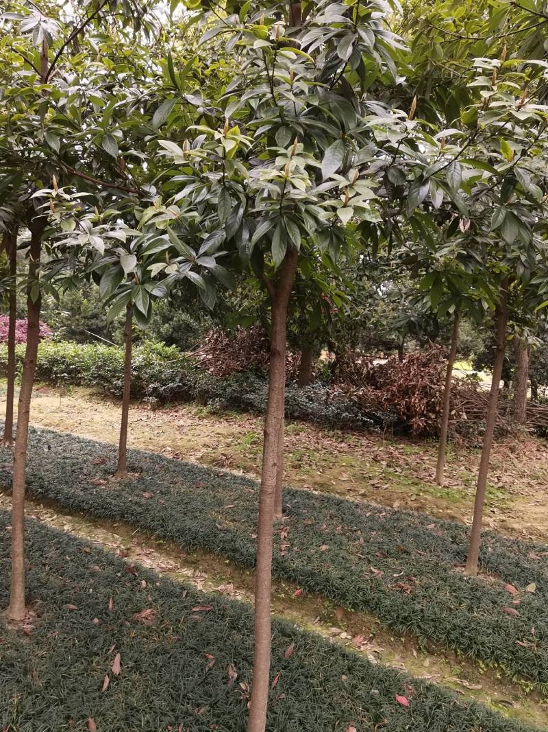 基地供应名贵乔木金丝楠木苗圃苗金丝楠木造林苗易栽好活