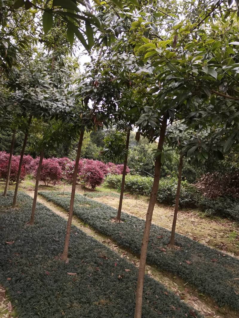 基地供应名贵乔木金丝楠木苗圃苗金丝楠木造林苗易栽好活
