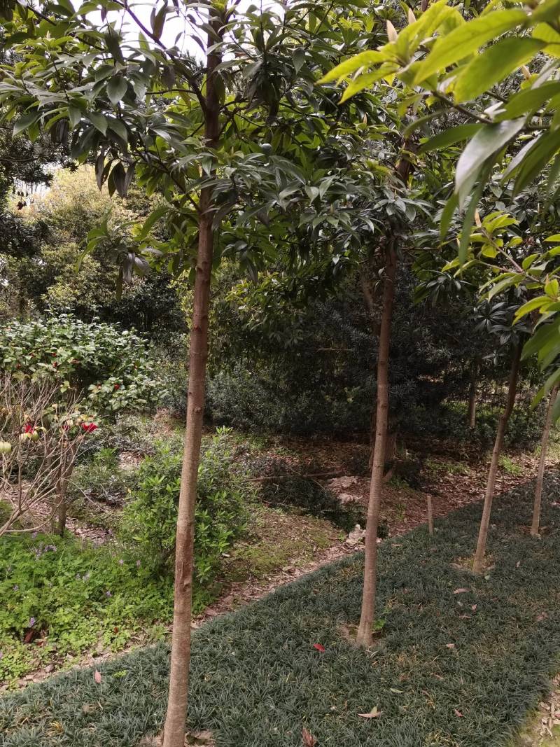基地供应名贵乔木金丝楠木苗圃苗金丝楠木造林苗易栽好活