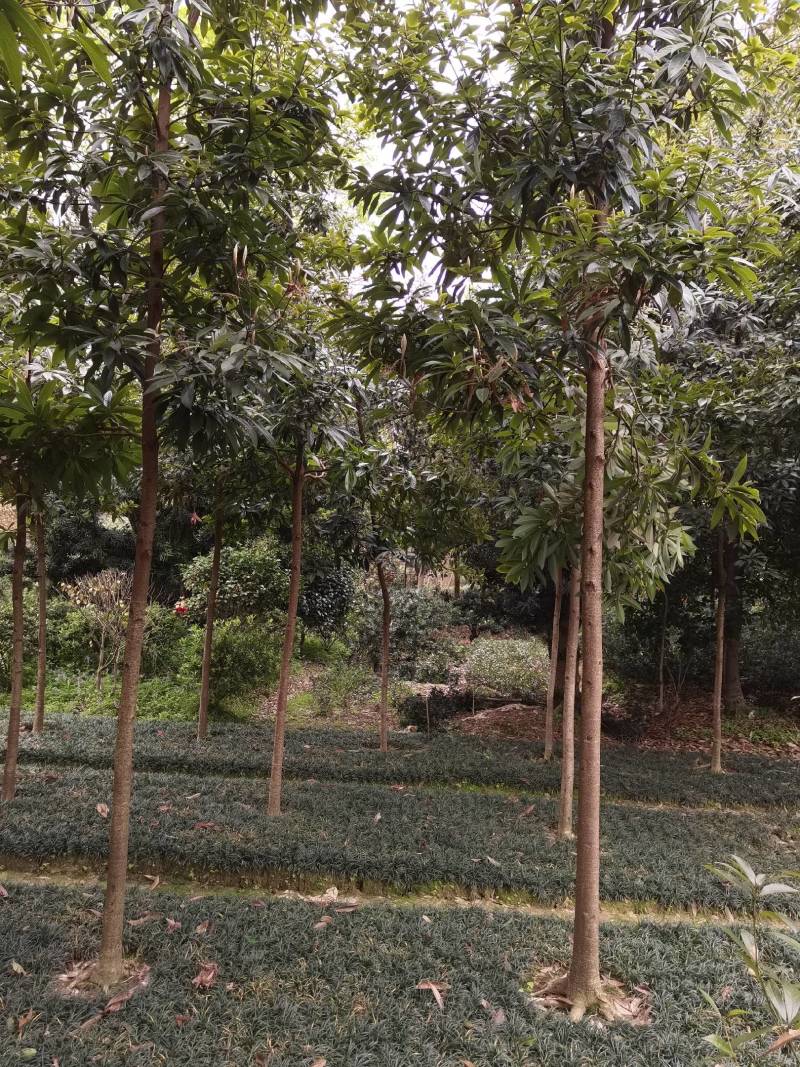 基地供应名贵乔木金丝楠木苗圃苗金丝楠木造林苗易栽好活