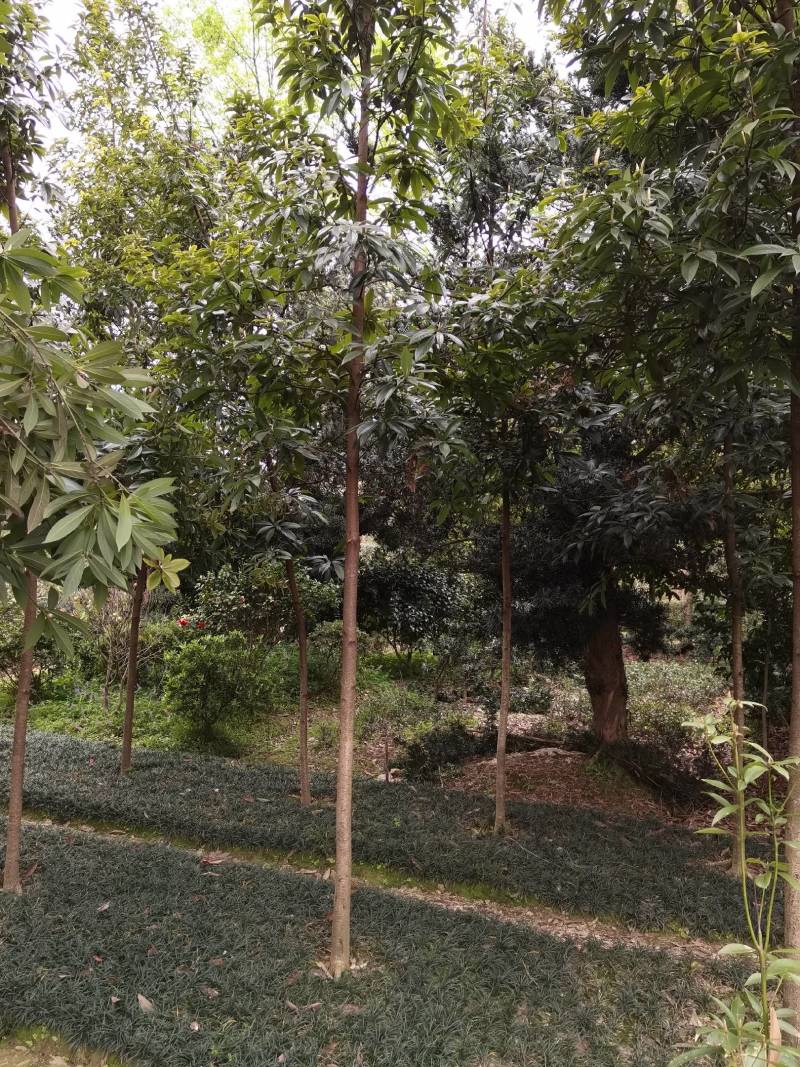 基地供应名贵乔木金丝楠木苗圃苗金丝楠木造林苗易栽好活