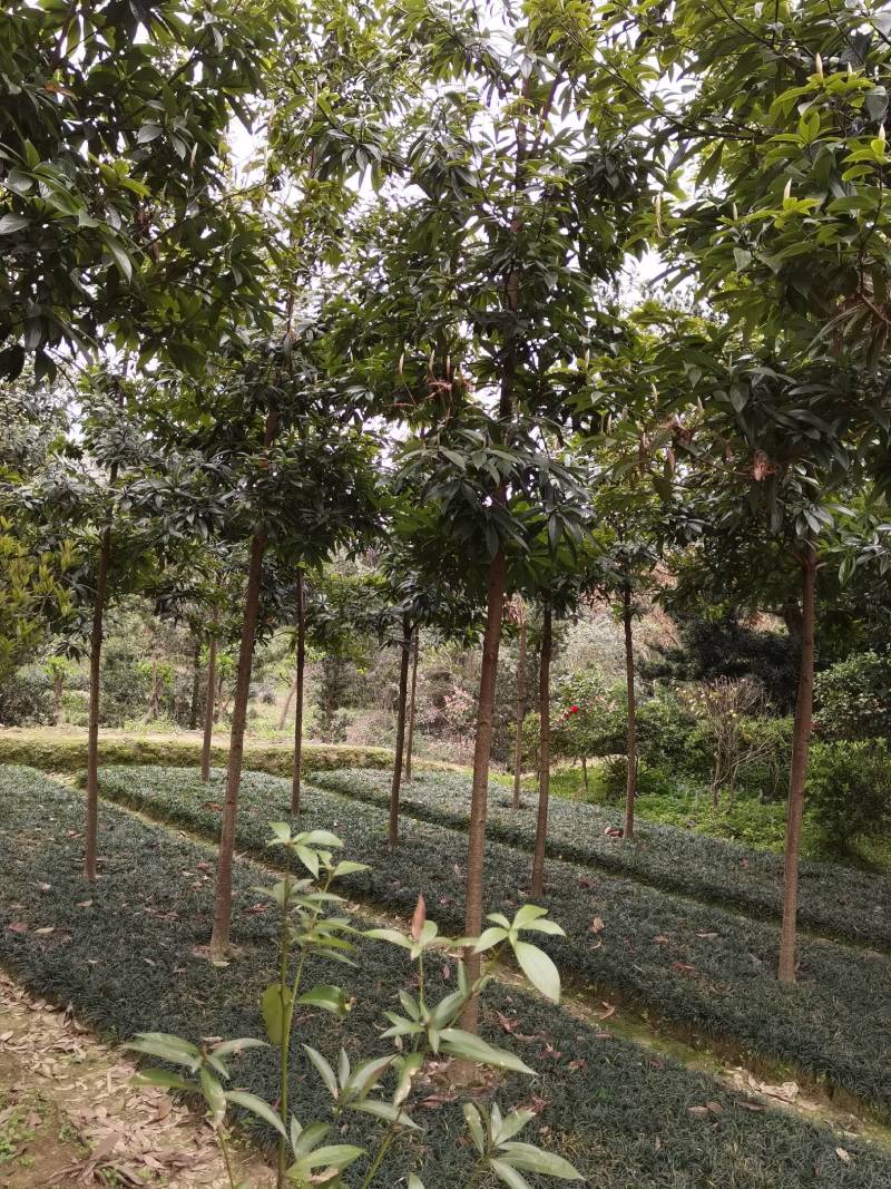 基地供应名贵乔木金丝楠木苗圃苗金丝楠木造林苗易栽好活