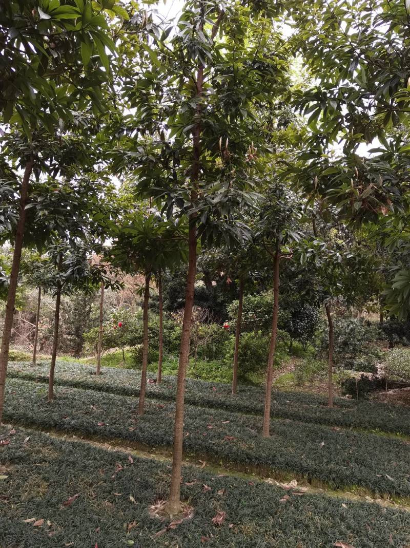 基地供应名贵乔木金丝楠木苗圃苗金丝楠木造林苗易栽好活