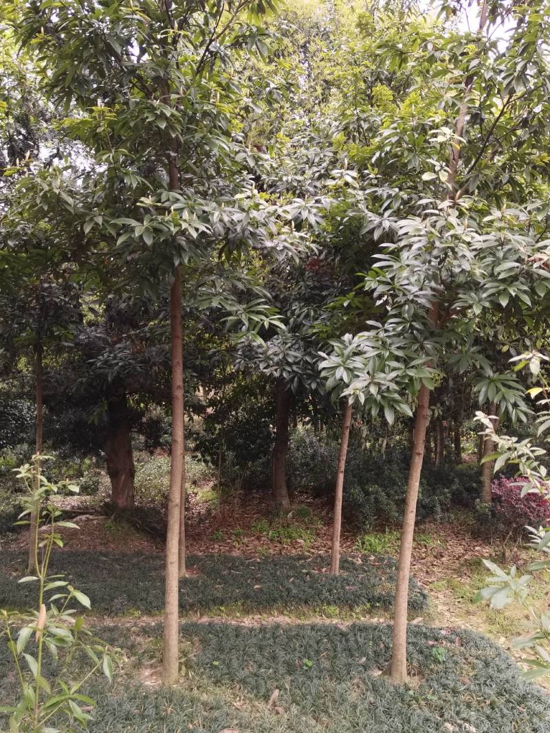 基地供应名贵乔木金丝楠木苗圃苗金丝楠木造林苗易栽好活