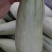 花蕾甜瓜1斤以上通货货源充足货多量大