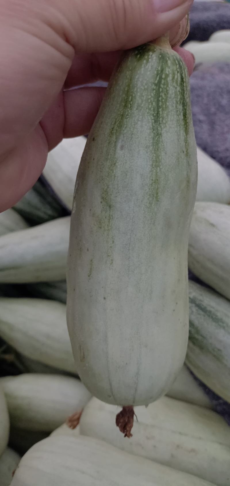 花蕾甜瓜1斤以上通货货源充足货多量大