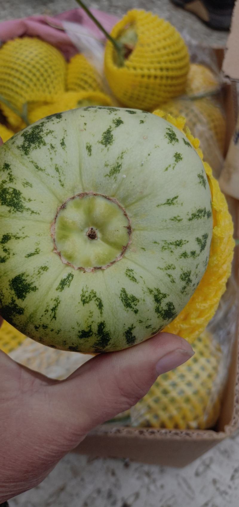 花蕾甜瓜1斤以上通货货源充足货多量大