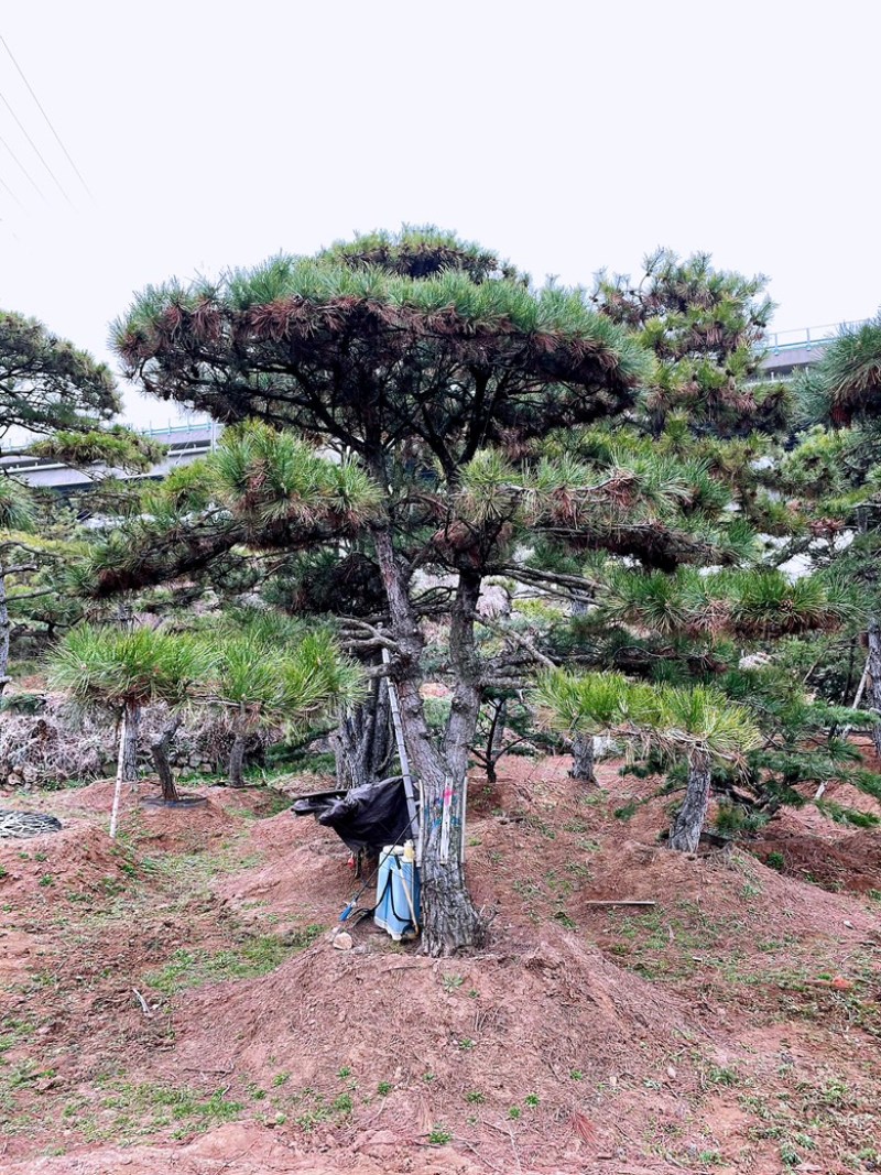 造型松造型油松造型黑松迎客松精品盆景造型赤松