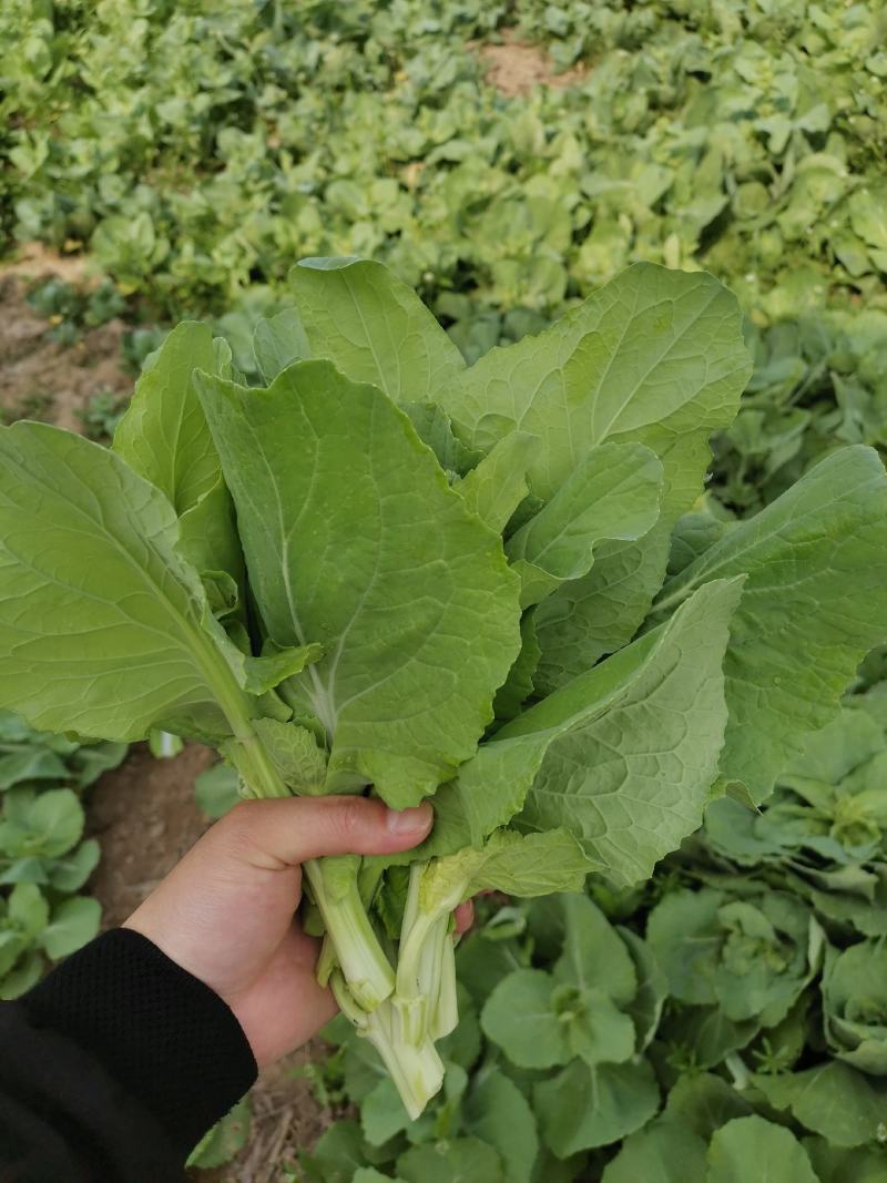 白菜苔，直接源头发货，绿色新鲜！
