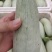 羊角脆甜瓜，货源充足大量供应