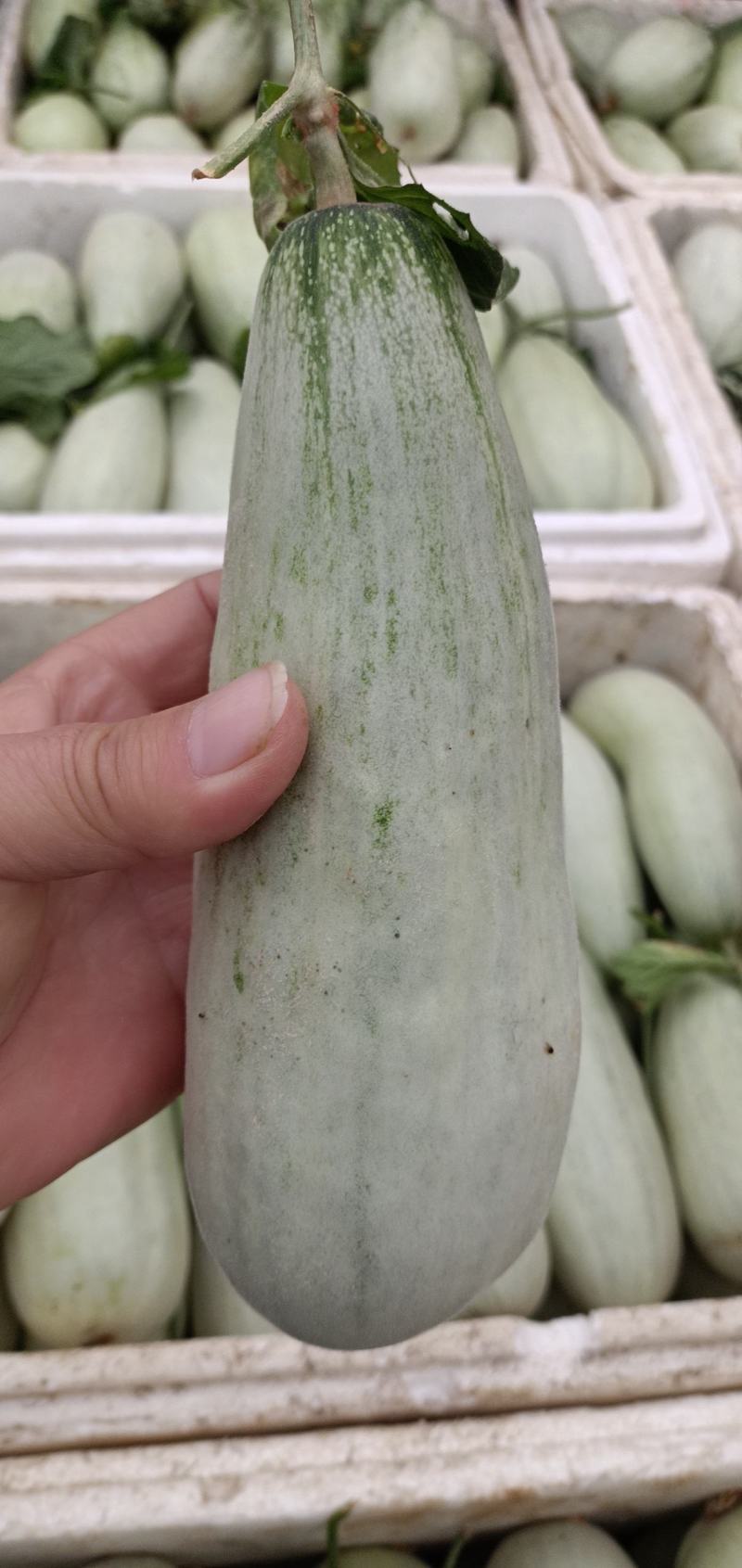羊角脆甜瓜，货源充足大量供应