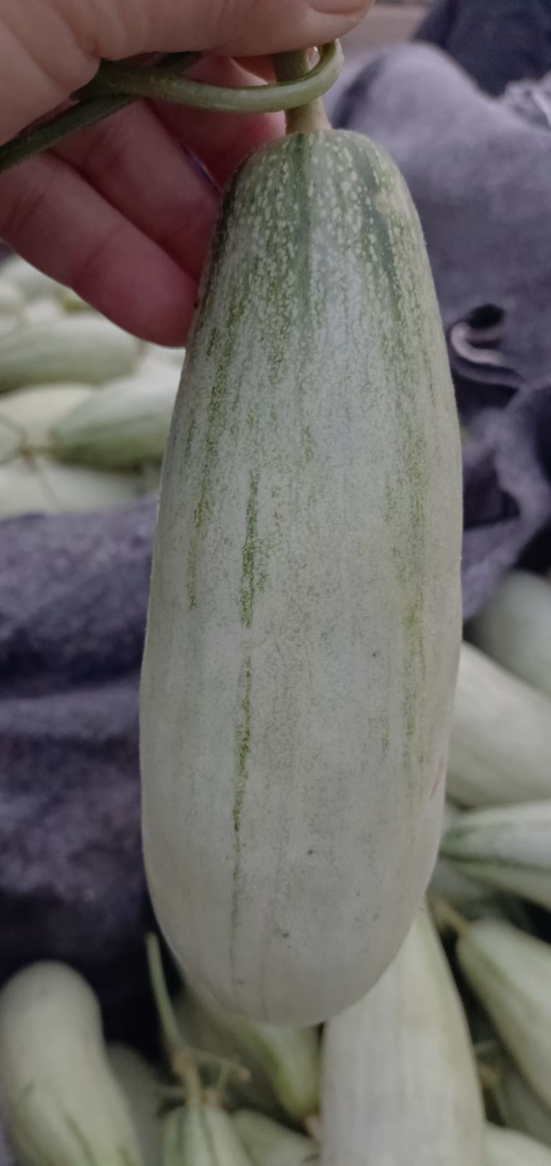 羊角脆甜瓜，货源充足大量供应