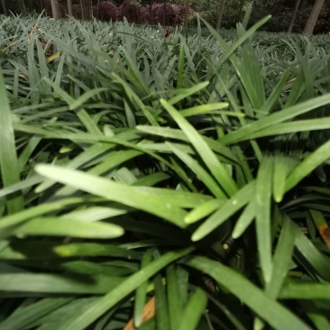 玉龙草基地供应无土玉龙草沿阶草矮麦冬批发量大从优