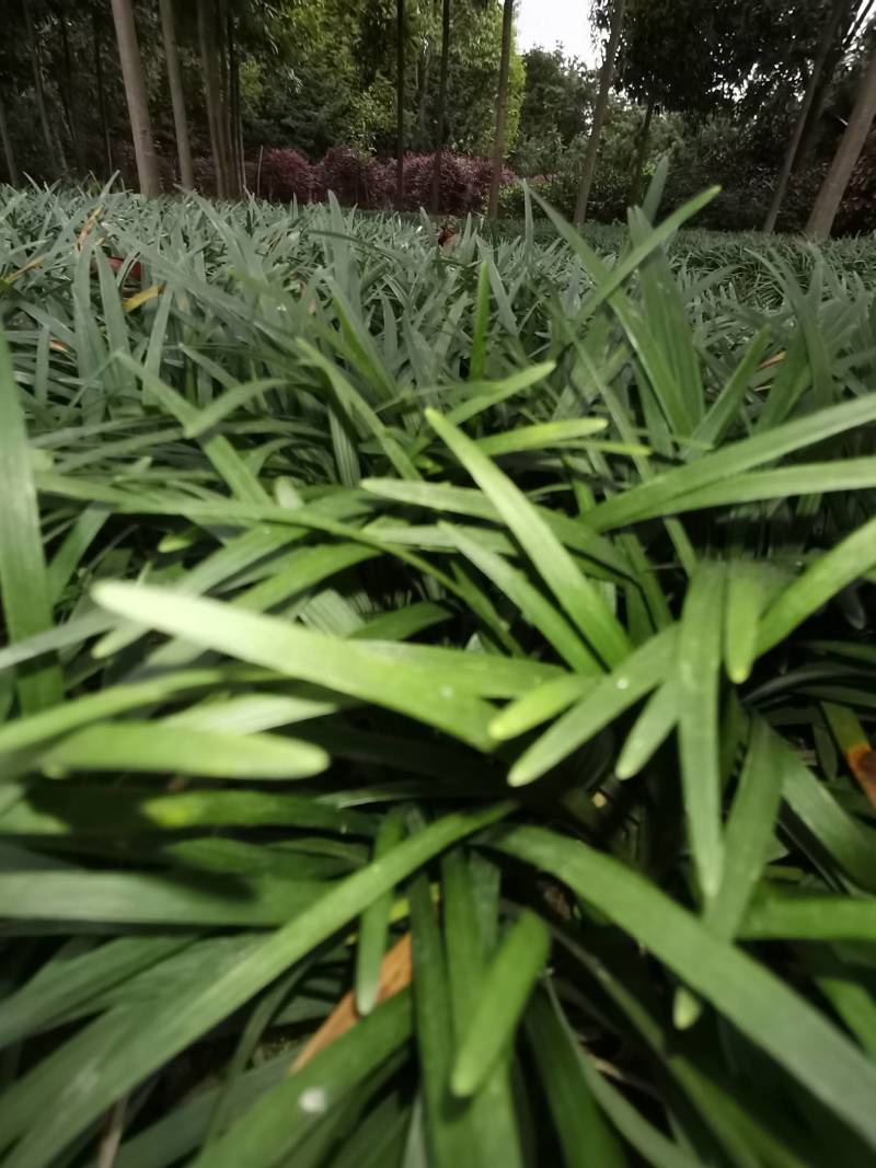 玉龙草基地供应无土玉龙草沿阶草矮麦冬批发量大从优