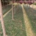 玉龙草基地供应无土玉龙草沿阶草矮麦冬批发量大从优
