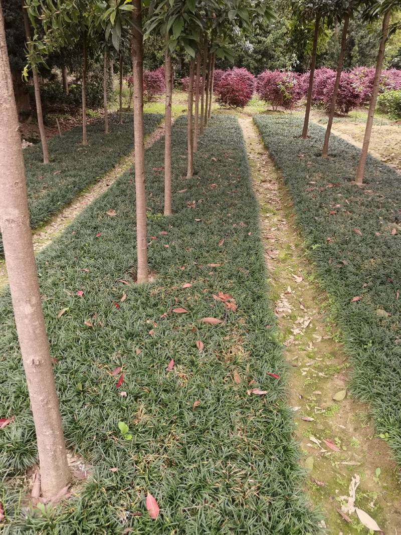 玉龙草基地供应无土玉龙草沿阶草矮麦冬批发量大从优
