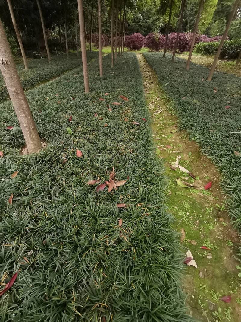 玉龙草基地供应无土玉龙草沿阶草矮麦冬批发量大从优