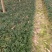 玉龙草基地供应无土玉龙草沿阶草矮麦冬批发量大从优