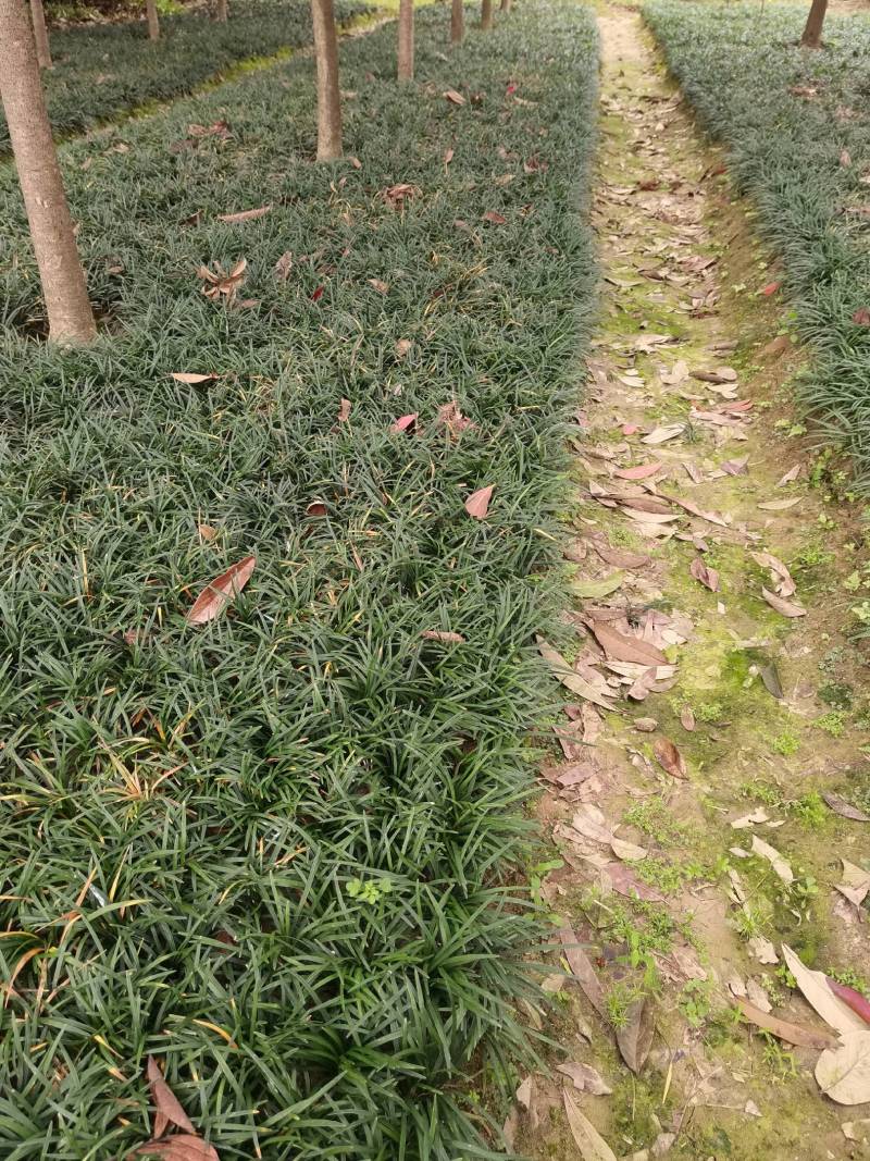 玉龙草基地供应无土玉龙草沿阶草矮麦冬批发量大从优