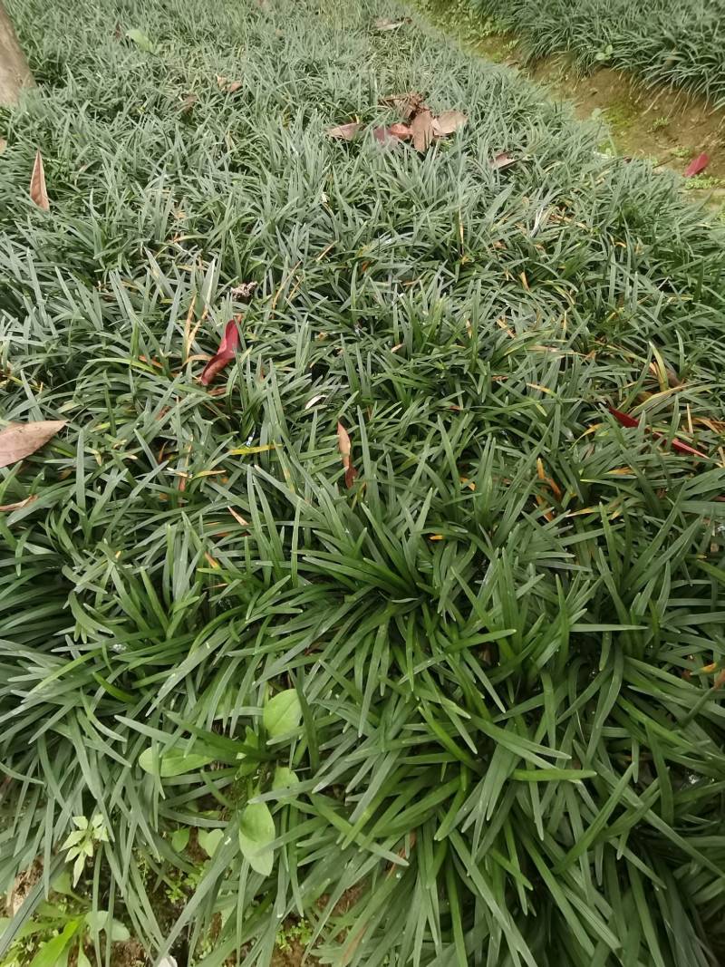 玉龙草基地供应无土玉龙草沿阶草矮麦冬批发量大从优