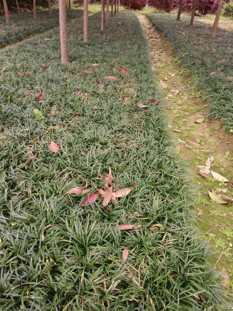 玉龙草基地供应无土玉龙草沿阶草矮麦冬批发量大从优