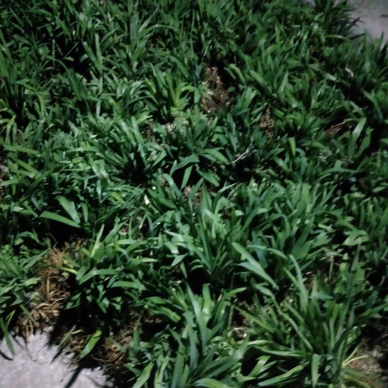 萱草。大花萱草庭院绿化工程苗。一手货源物美价廉