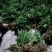 萱草。大花萱草庭院绿化工程苗。一手货源物美价廉