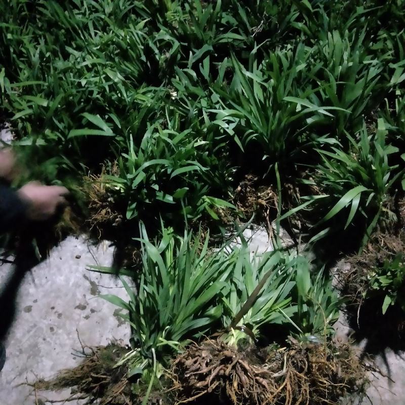 萱草。大花萱草庭院绿化工程苗。一手货源物美价廉