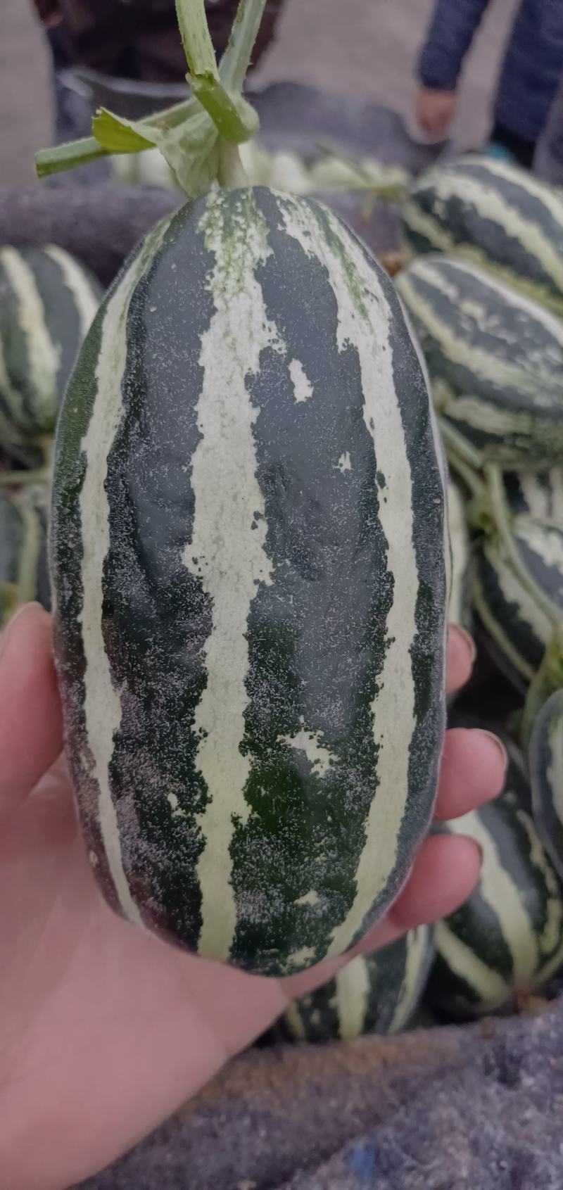亚州蜜瓜