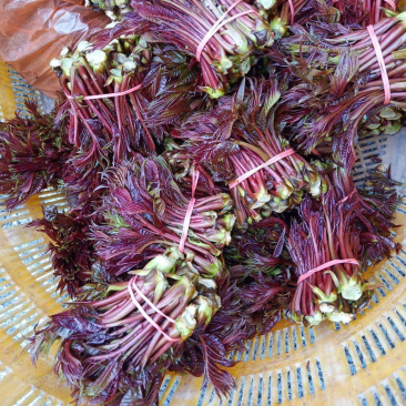 精品香椿芽随时有货全国供应